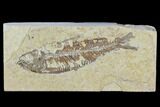 Bargain, Detailed Fossil Fish (Knightia) - Wyoming #120477-1